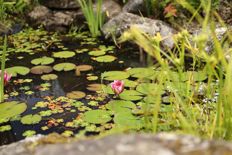 natural-garden-12
