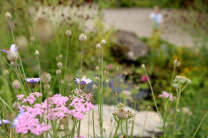 garden-flowers