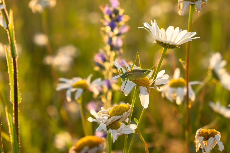 summer-flowers